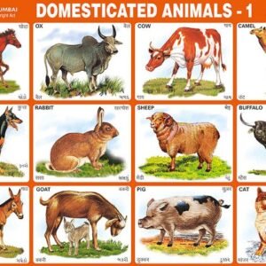 Domestic Animal Chart 1 Sheet
