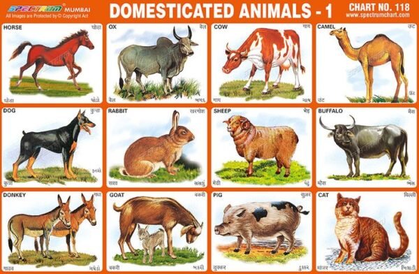 Domestic Animal Chart 1 Sheet